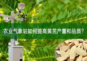 农业气象站如何提高黄芪产量和品质？